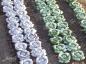 Preview: Juweela, Kohl Rotkohl-Pflanzen, Spur 1, 1:32, 23365 - 23366, Made in Germany